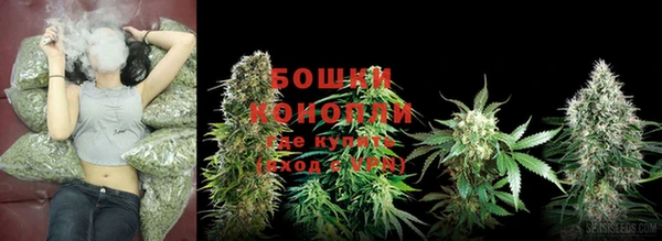 прущие грибы Аркадак